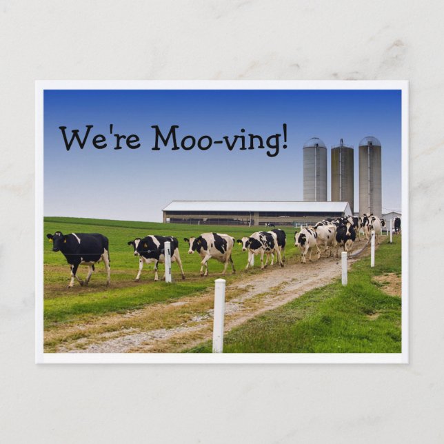 Moo-ving, Funny Cows Change of Address Announcement Postcard (Front)