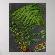 Moody Art Fern w/ Chalkboard Background no. 8