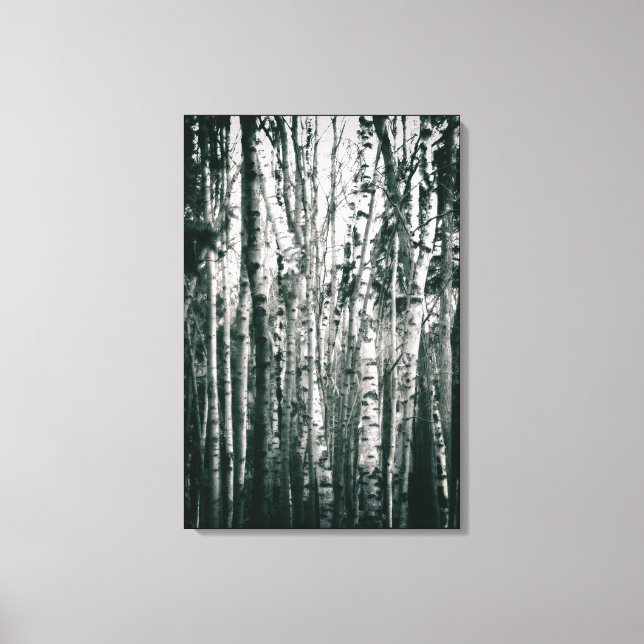 Moody Birch Trees in Forest Monochrome Canvas Print (Front)