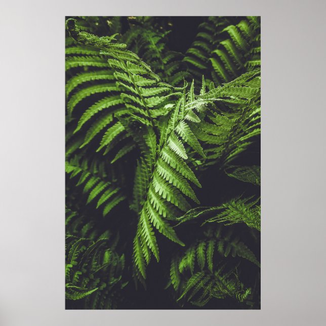 Moody Dark Green Fern Leaves Botanical Nature Poster (Front)