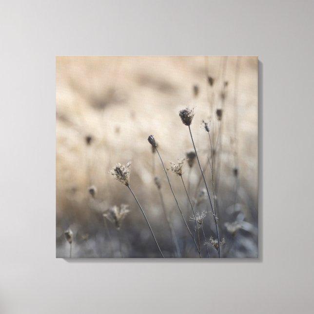 Moody Dried Queen Anne's Lace Neutral Botanical Canvas Print (Front)