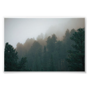 Moody Evergreens In Misty Fog Photo Print