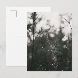 Moody Forest Dew Spider Web Postcard