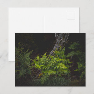 Moody nature with forest ferns postcard