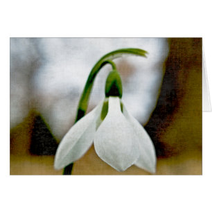 Moody Snowdrop