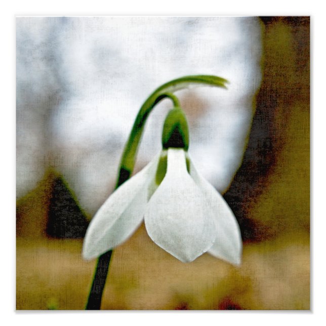 Moody Snowdrop Photo Print (Front)