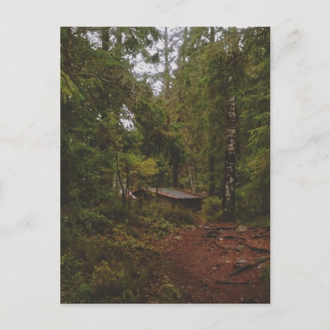 Moody Swedish Forest Postcard (Front)