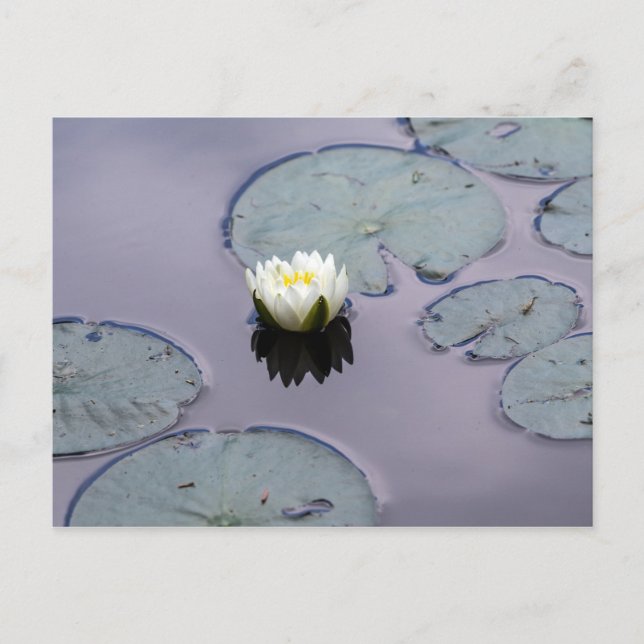 Moody Water Lily Postcard (Front)