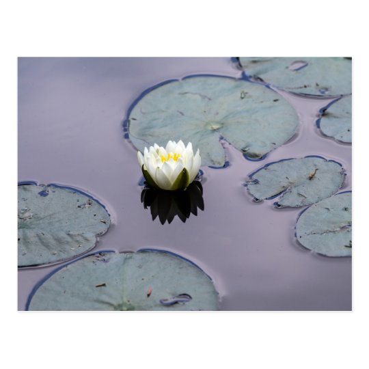 Moody Water Lily Postcard