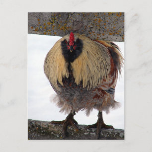 Moody Winter Rooster Postcard