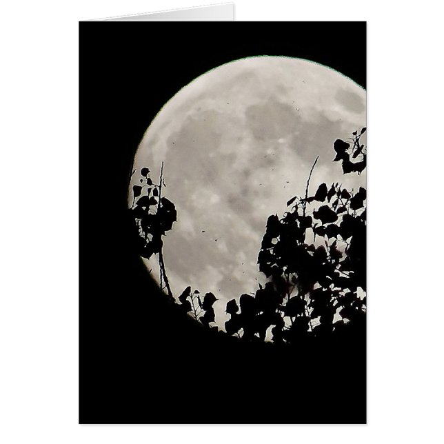 Moon behind dark leaves (Front)