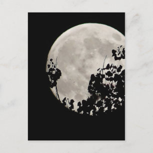Moon behind dark leaves postcard