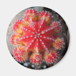 Moon cactus magnet
