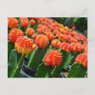 Moon Cactus Postcard