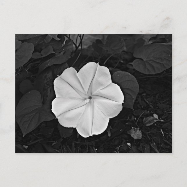 Moon Flower Postcard (Front)