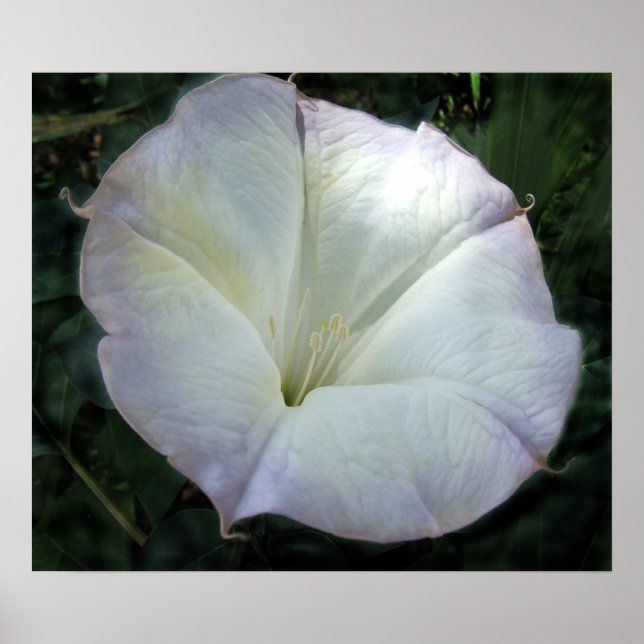 Moon Flower Print (Front)