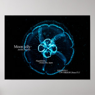 Moon Jelly in Underwater Space Poster