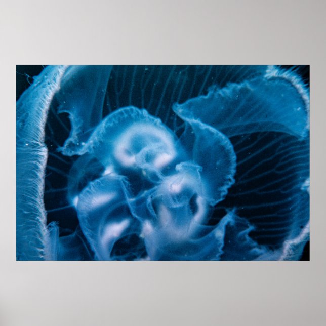 Moon Jelly Poster (Front)