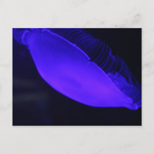 Moon Jellyfish # 5 Postcard