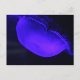 Moon Jellyfish # 6 Postcard