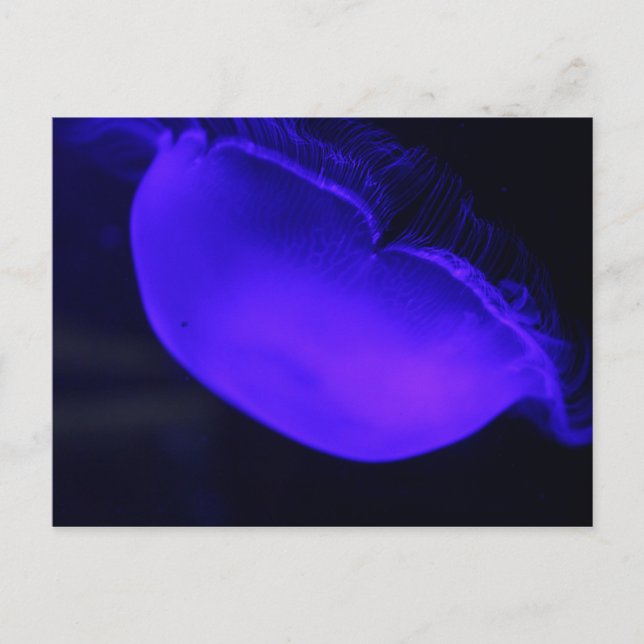 Moon Jellyfish # 6 Postcard (Front)