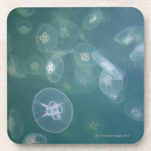 Moon jellyfish coaster
