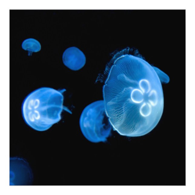 Moon jellyfish no 4 photo print (Front)
