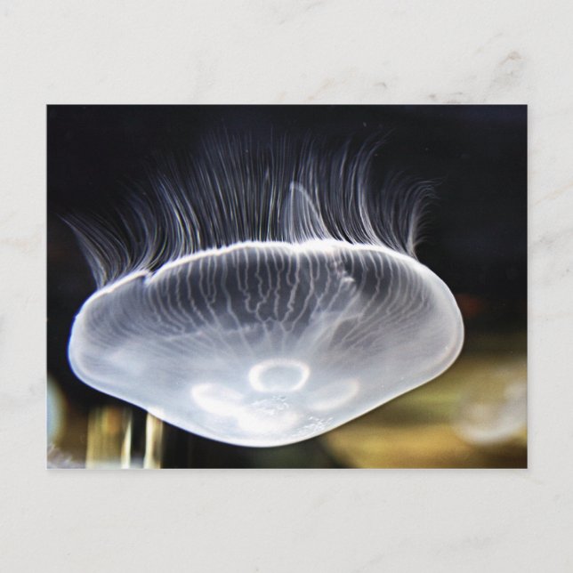 Moon Jellyfish Postcard (Front)