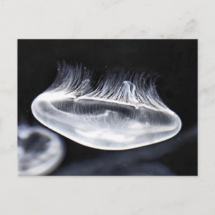 Moon Jellyfish Postcard