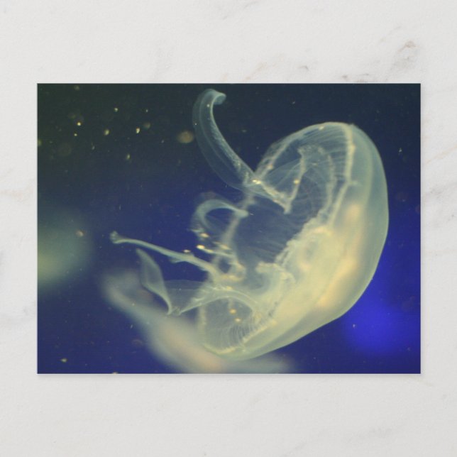 Moon Jellyfish Postcard (Front)