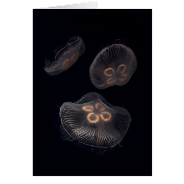 Moon Jellyfish Swimming (Front)