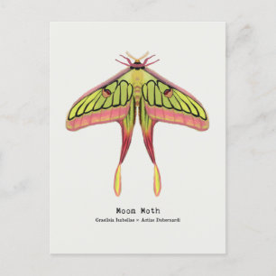 Moon moth postcard