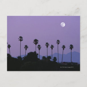 Moon over palm trees at dusk, Hollywood Postcard