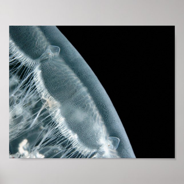 Moon Rise - Fine Art Print (Front)
