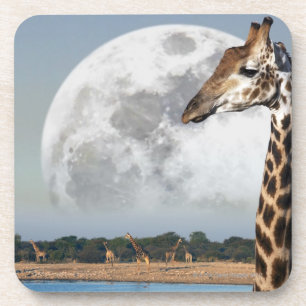 Moon rising over a group of Giraffe in Etosha Coaster