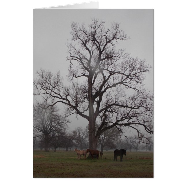 Moon River Ranch II (Front)