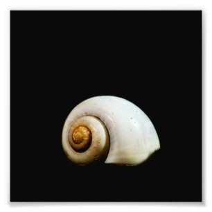 Moon Shell Photo Print