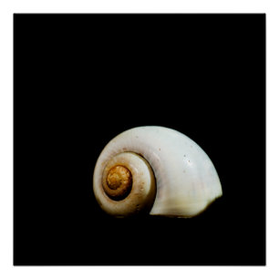 Moon Shell Poster