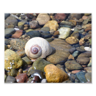 Moon Snail Lounging on the Beach Photo Print