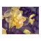 Moonlight Daffodils Watercolor Poster Print