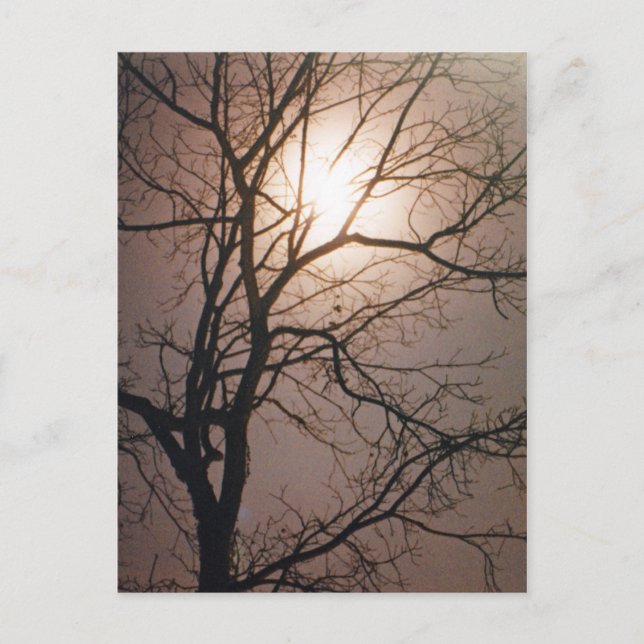 Moonlight Dream Postcard (Front)