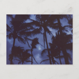 Moonlight PalmTrees Postcard