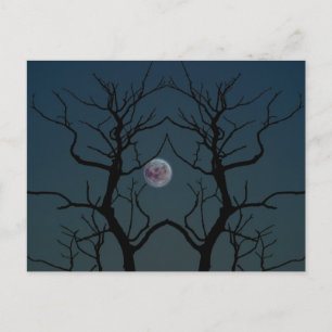 Moonlight Tree Silhouette Postcard