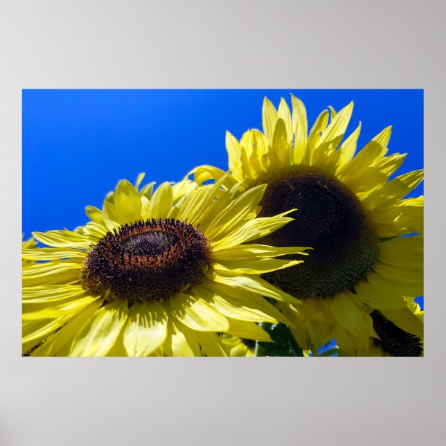 Moonwalker Sunflowers reaching for the sky Poster (Front)