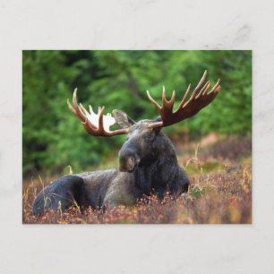 Moooose! Postcard