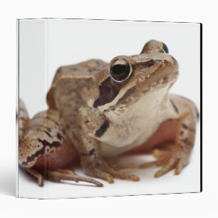 Moor Frog - Rana arvalis Binder