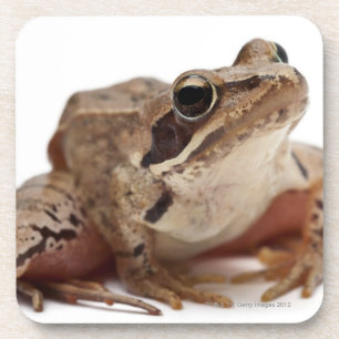 Moor Frog - Rana arvalis Coaster