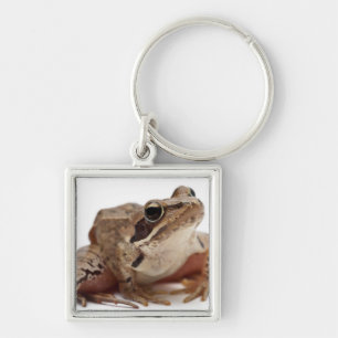 Moor Frog - Rana arvalis Keychain