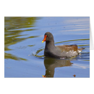 Moorhen