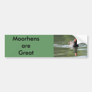 Moorhen Bumper Sticker